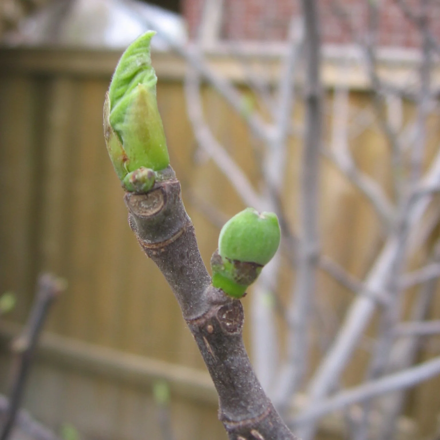 Caring for Fig Trees in Spring — Food Garden Life: Edible Garden 