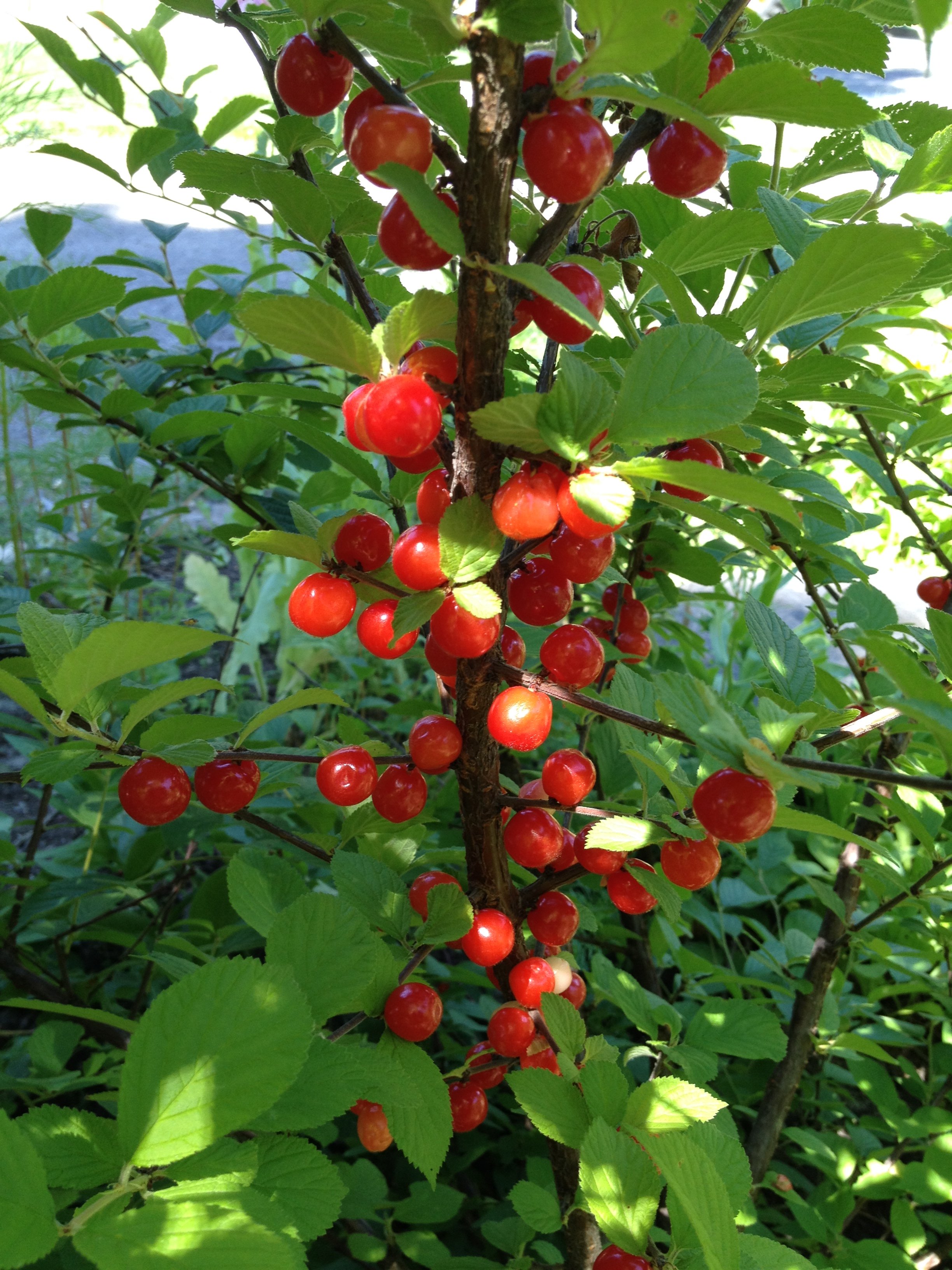 Fruit Bush For An Edible Garden Nanking Cherry — Food Garden Life