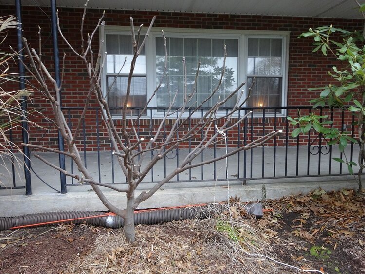 Overwintering Smaller Fig Trees