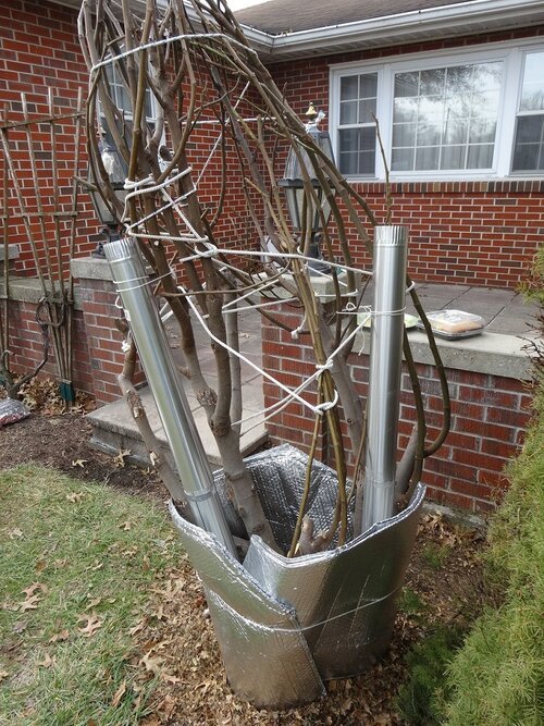 Overwintering Larger Fig Trees