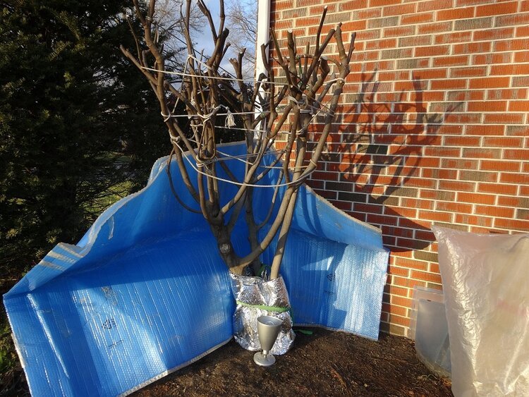 Overwintering Larger Fig Trees