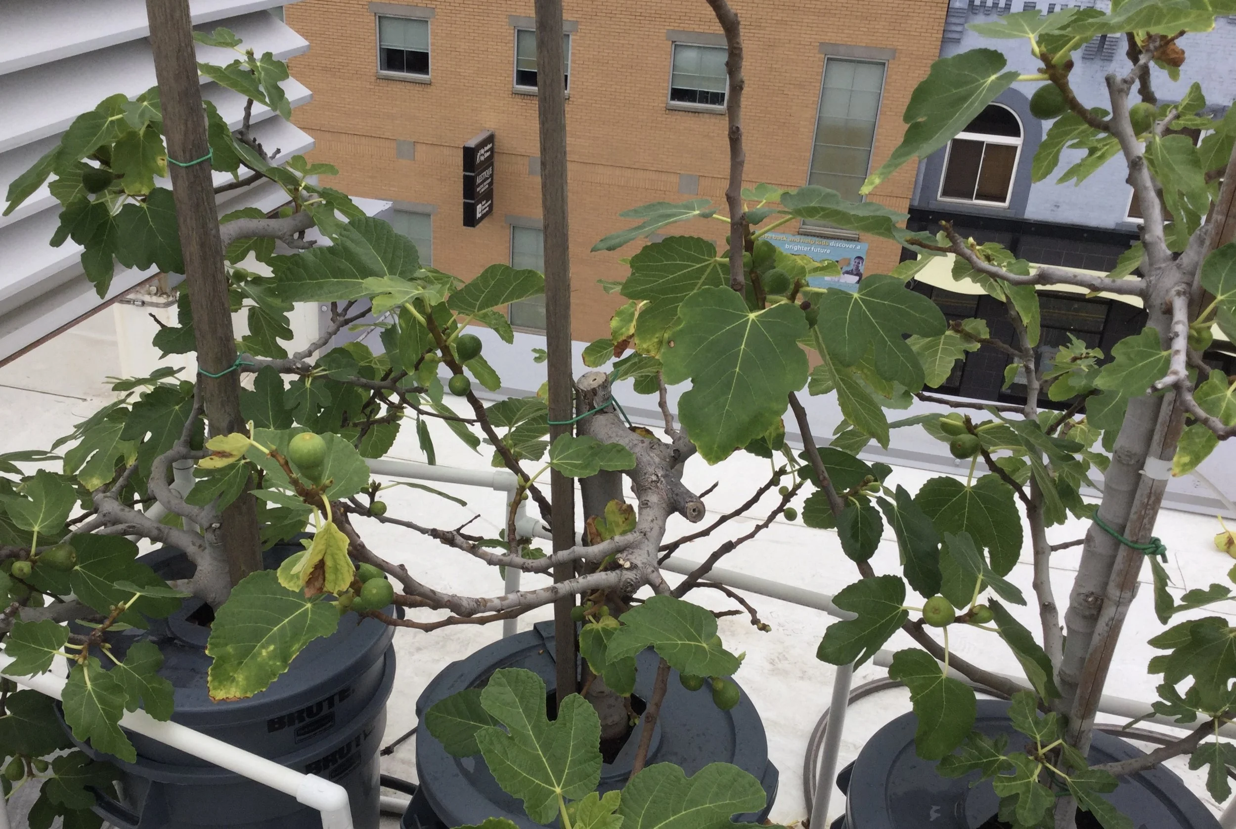 Rooftop Fig