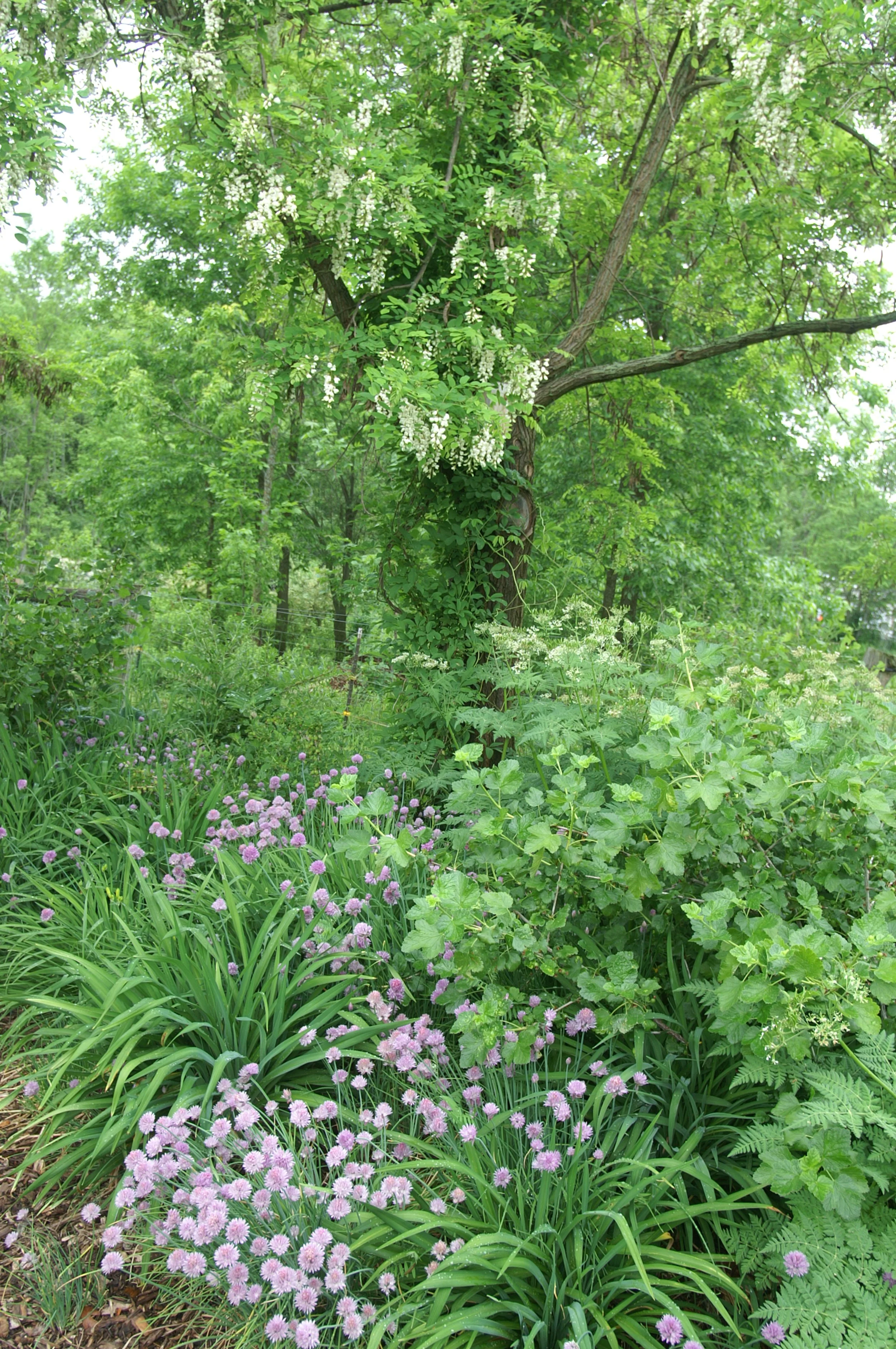 Home-Scale Forest Garden — Food Garden Life: Edible Garden, Vegetable ...