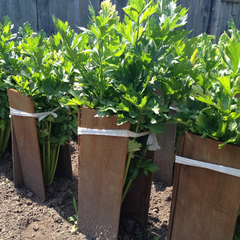 Guide to Blanching in the Vegetable Garden — Food Garden Life: Edible ...