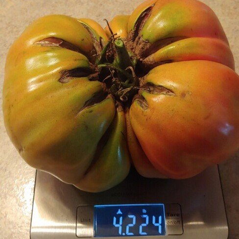 4.2-lb Tomato