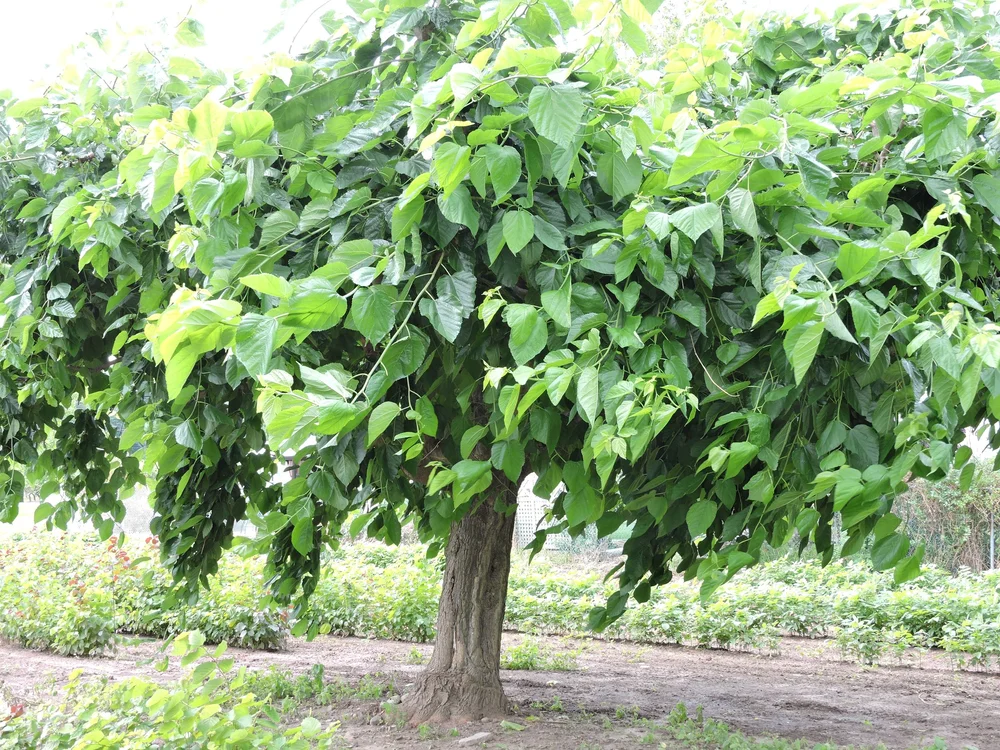 How to a Grow a Mulberry Tree — Food Garden Life Edible Garden