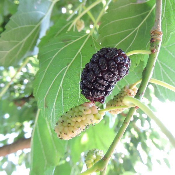 Growing Mulberries in Your Backyard