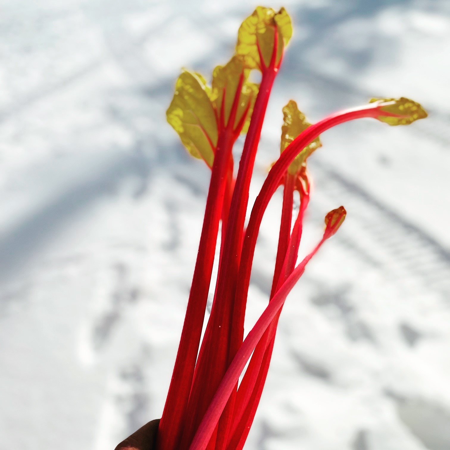 Lennox Farm Forced Rhubarb 4.jpg