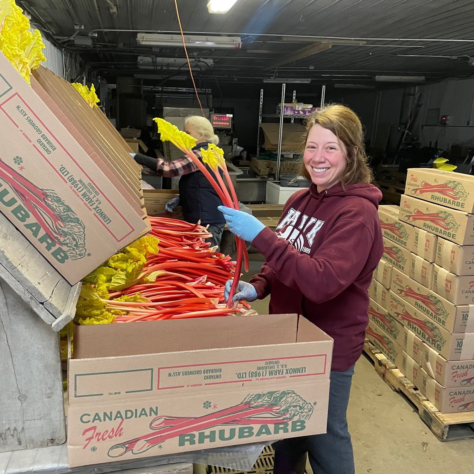 Lennox Farm Forced Rhubarb 7.jpg