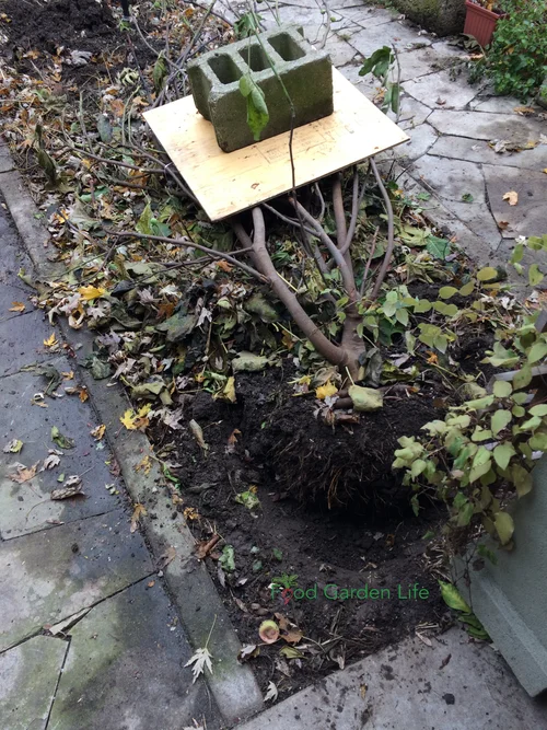 Can Fig Tree Survive Cold Weather: Essential Tips for Protection
