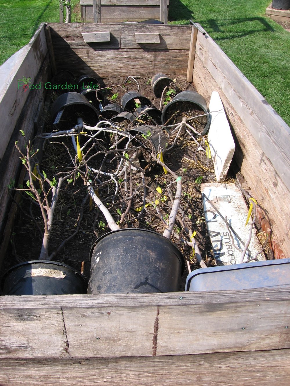 Potted fig trees spend winter in an insulated box