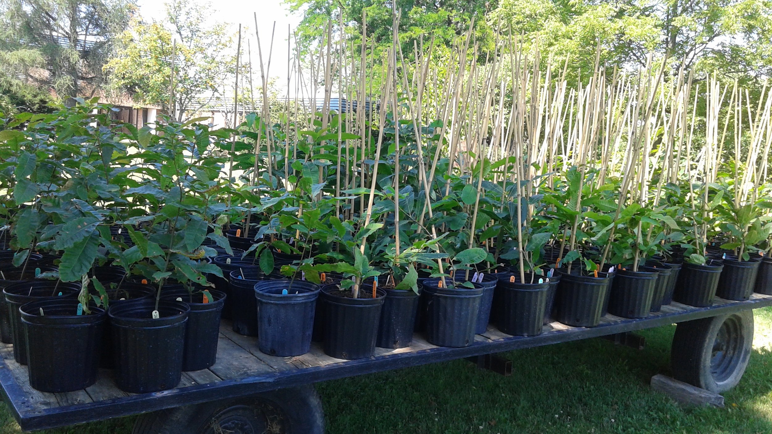 American chestnut trees for trials