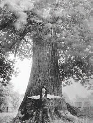 1912, St. Williams, Ont. Dr.J.H. White with American Chestnut