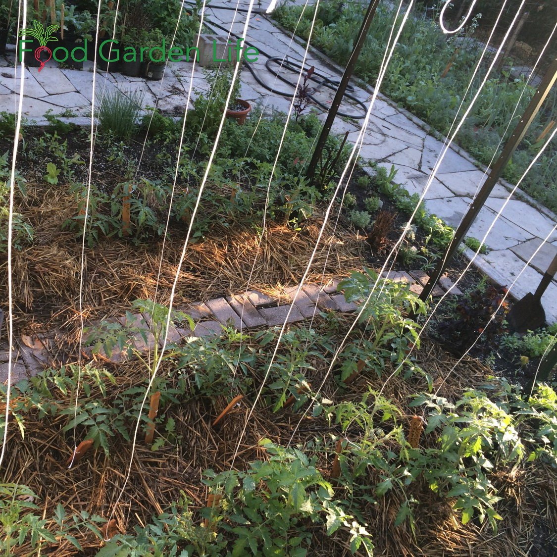 Synthetic twine for tomatoes
