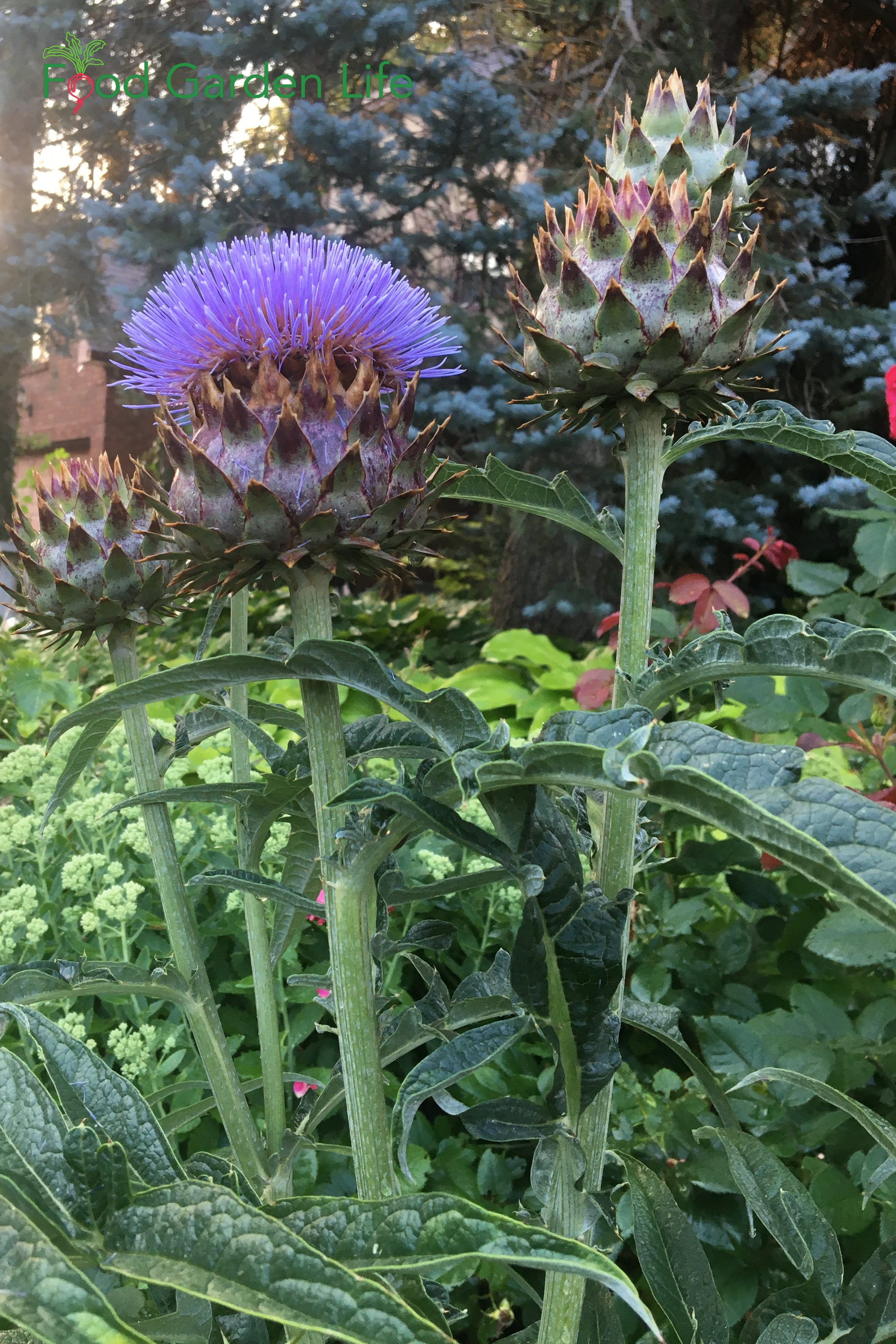 Cardoon Flower and Buds