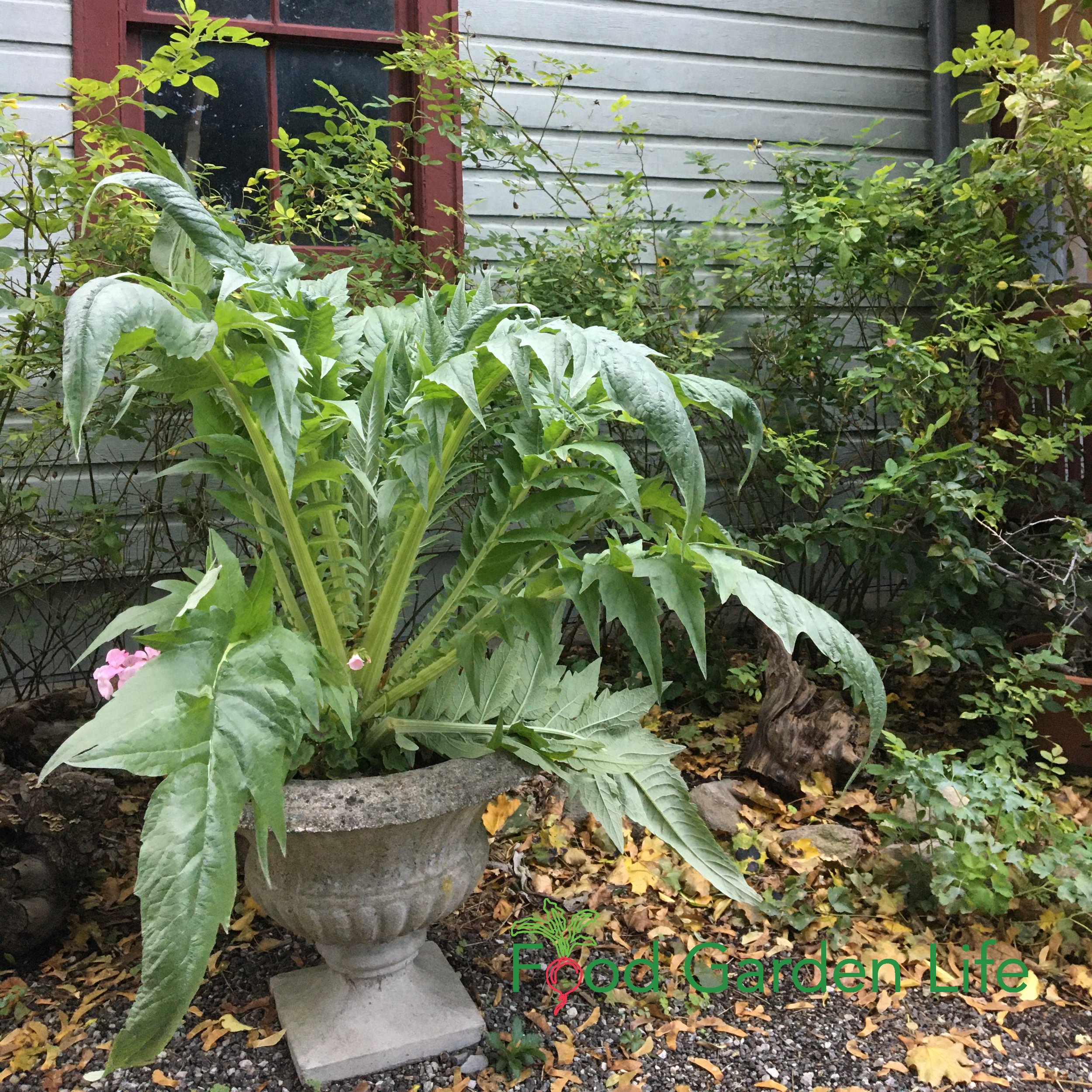 Solo Cardoon in a Container