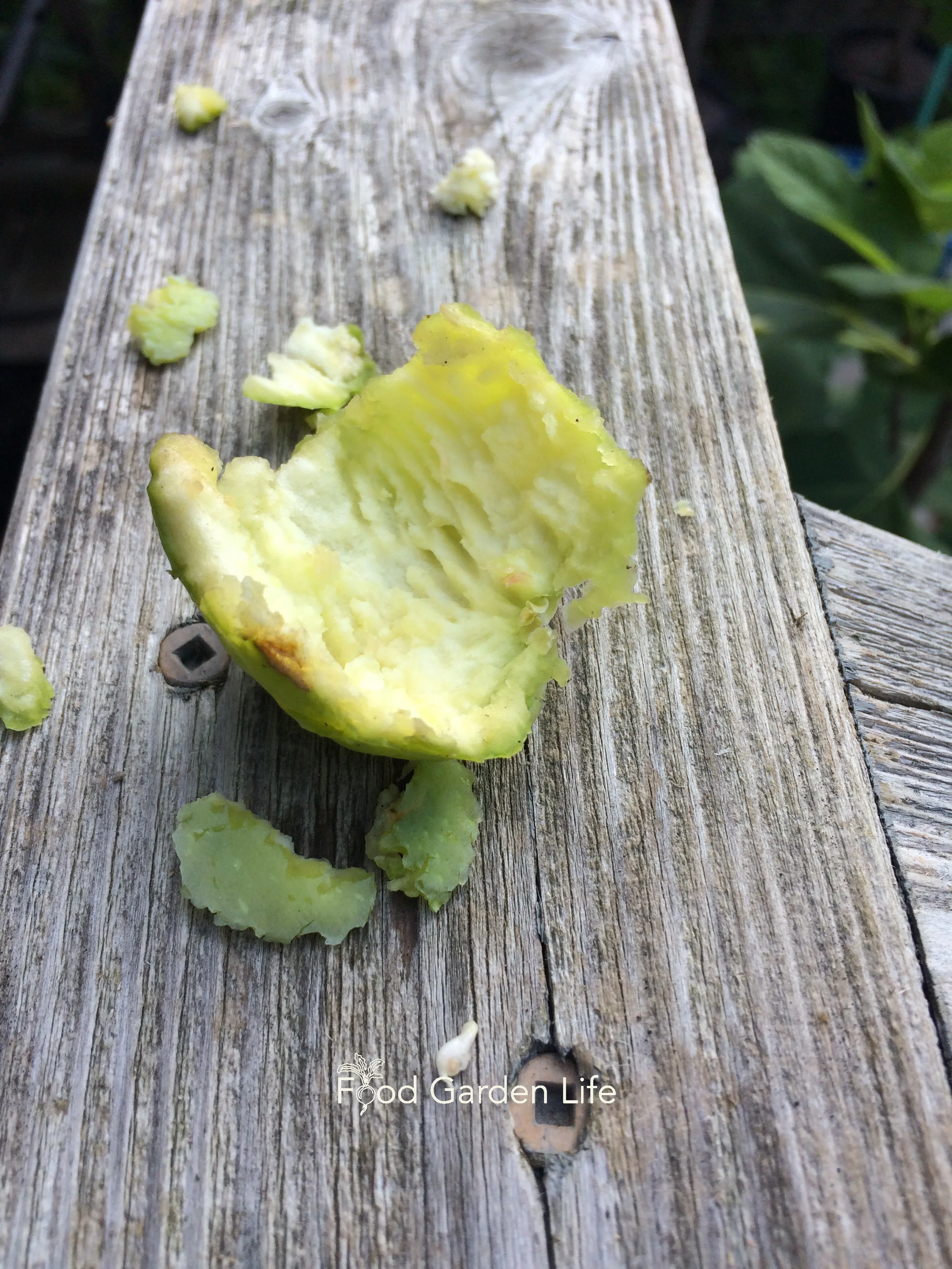 Squirrel Fig Terrorism!