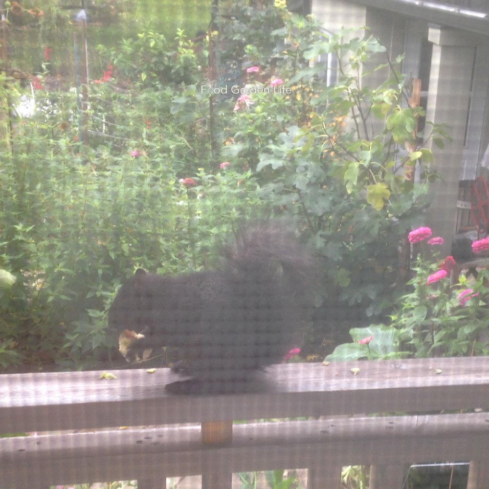 Fig Tree Squirrel Deterrents — Food Garden Life