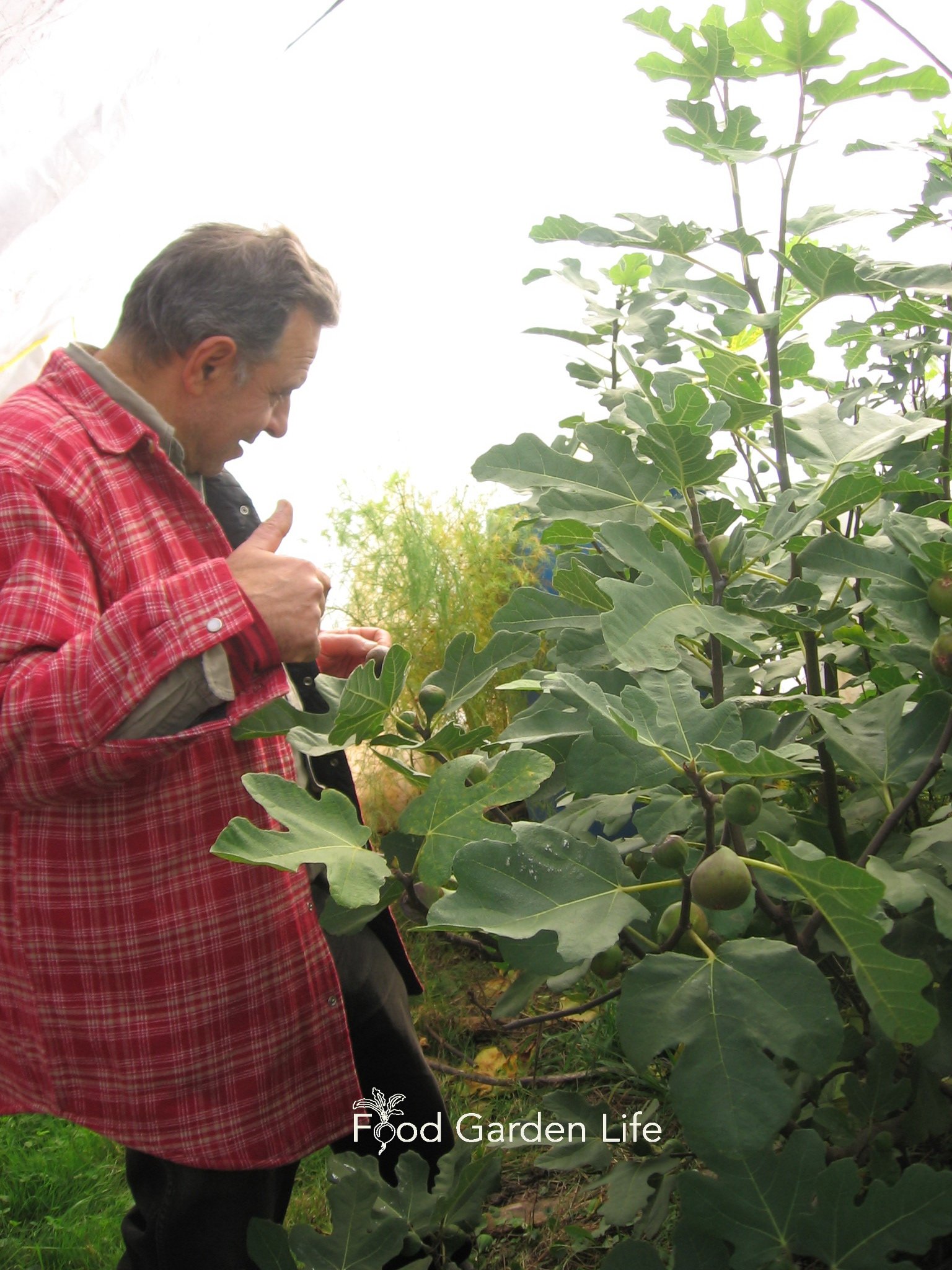 Joe Picking Figs Inside the Greenhouse in Fall