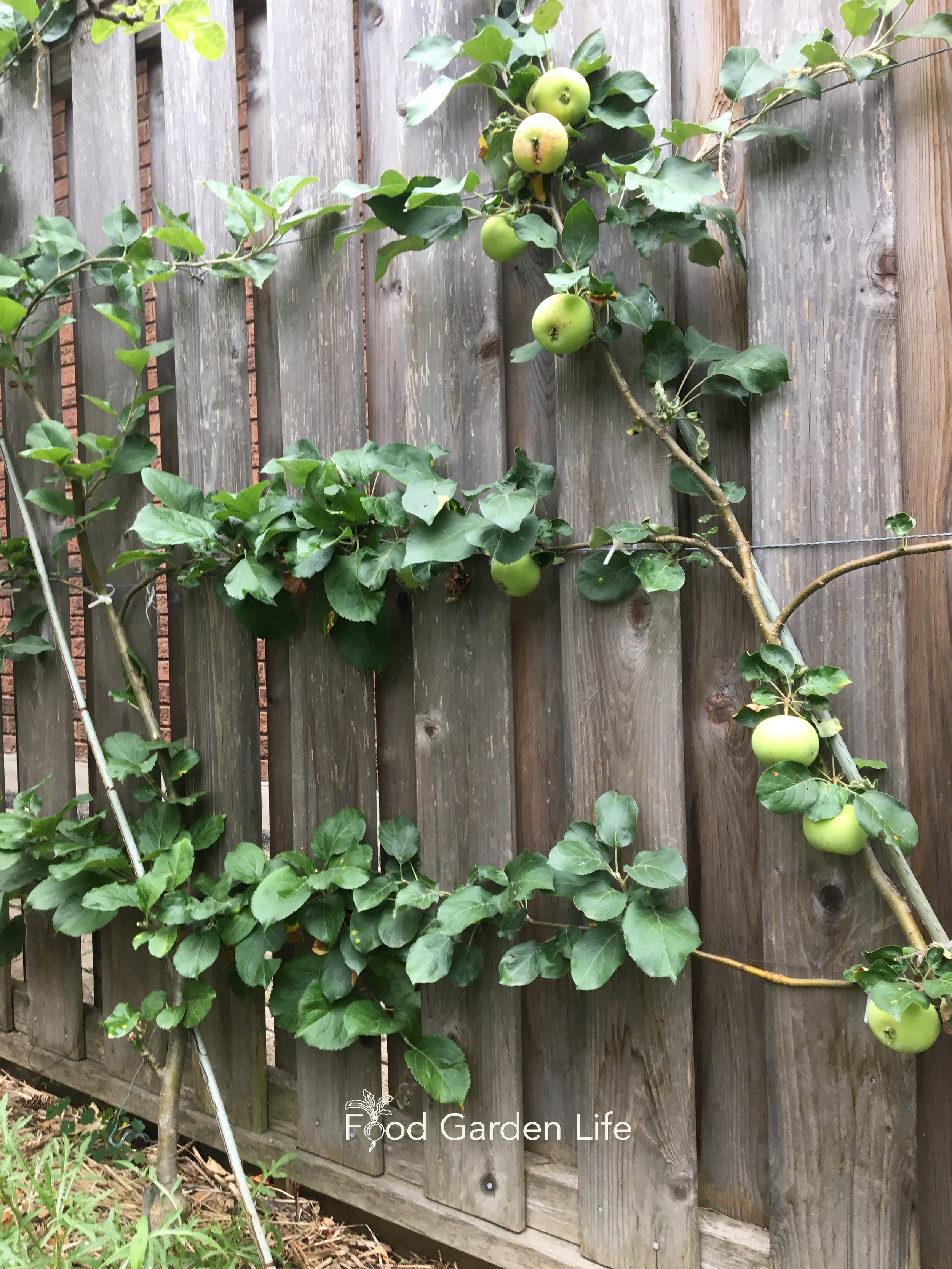 Espaliered apples on my fence