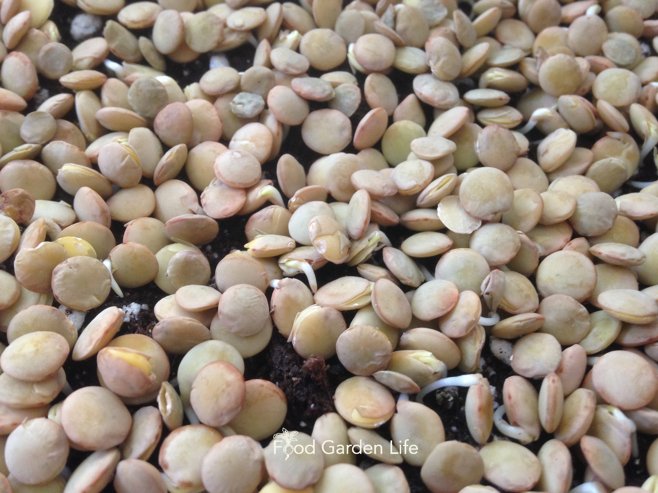 Growing Lentil Microgreens