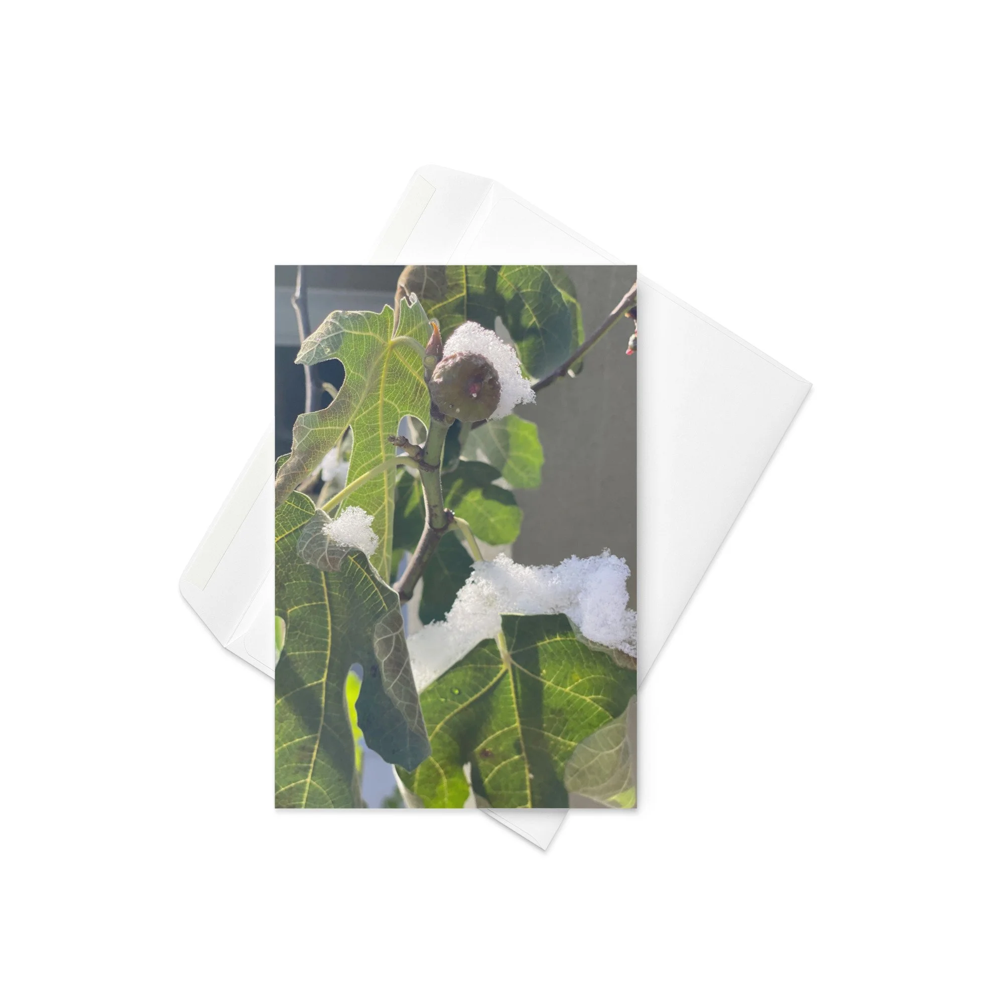 Greeting card - Fig tree, first snow