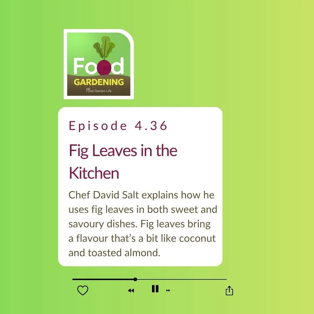 Food Gardening podcast episode 4.36: Fig Leaves in the Kitchen with chef David Salt
