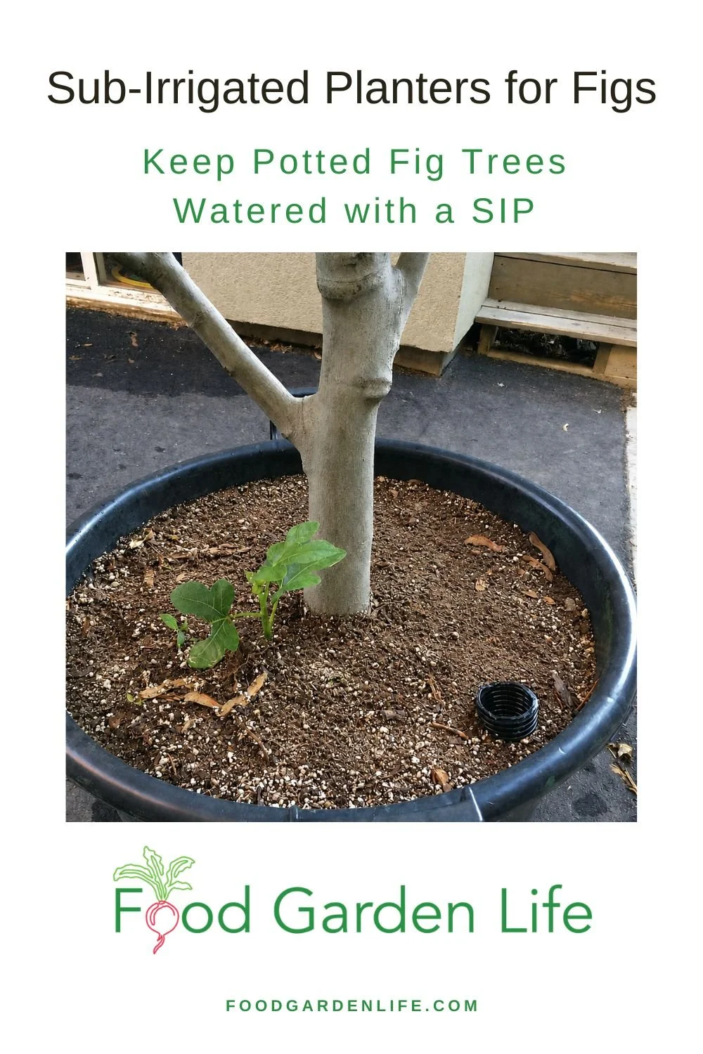 Sub-irrigated planter for a potted fig tree