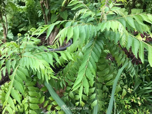 Spice Up Your Cold-Climate Garden with a Lush Curry Tree — Food Garden ...
