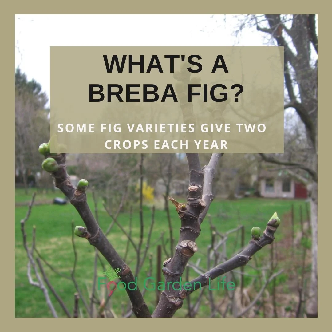 fig breba crop header