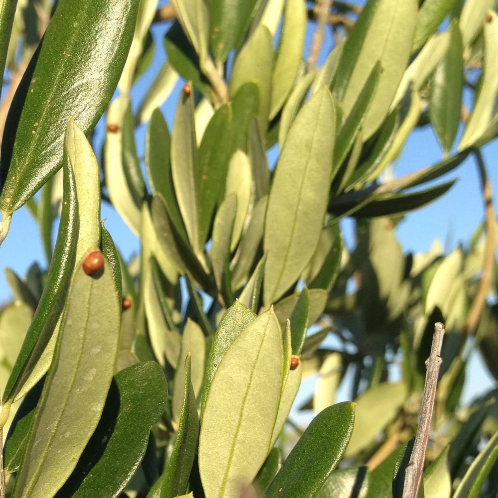 Guide to Growing an Olive Tree in a Pot — Food Garden Life Edible