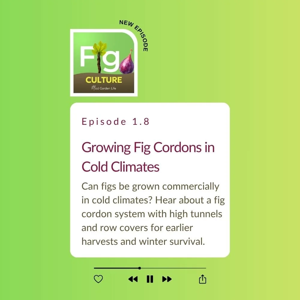 Fig Culture Episode 1.8: Fig Cordons in Cold Climates with Craig Boyer