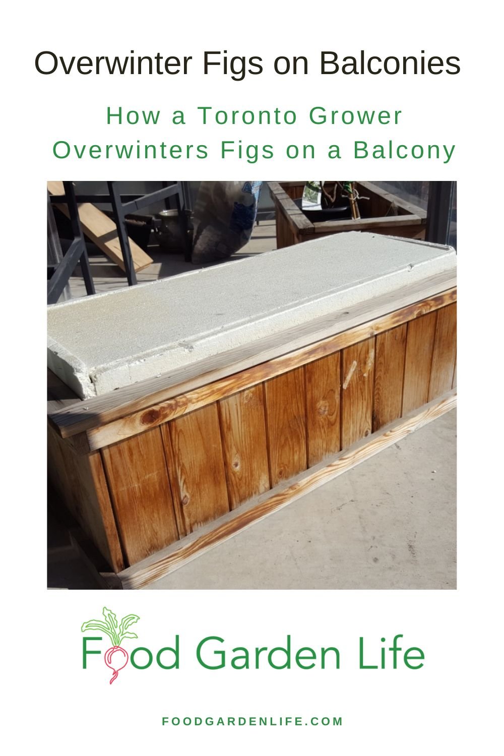 Overwinter figs on balconies: how a Toronto grower protects potted fig trees through winter
