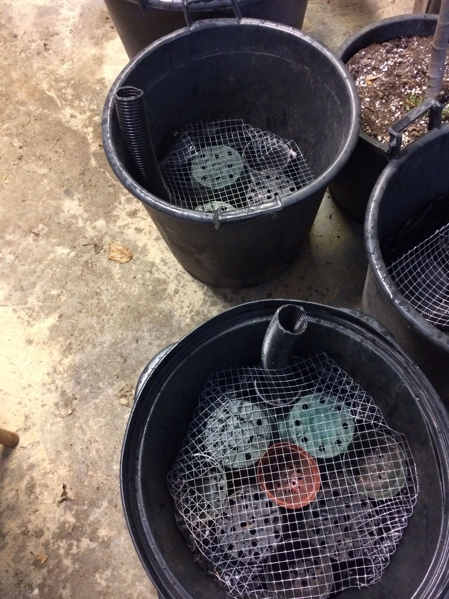 Inverted flowerpots forming the reservoir inside a lined fig-tree pot