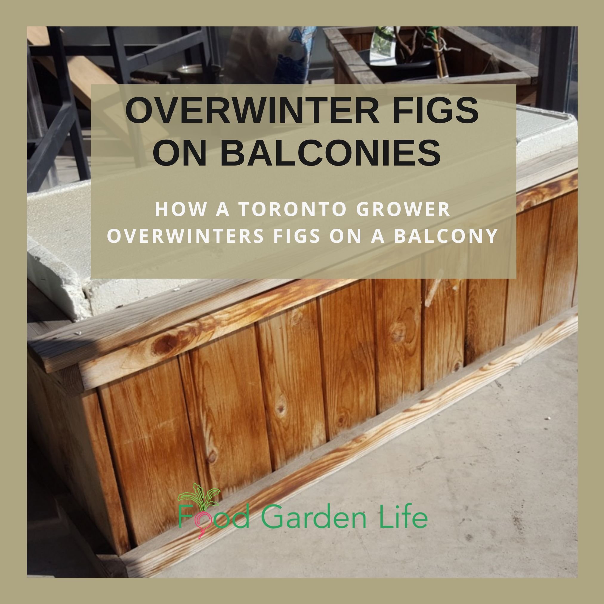 Insulated wooden box used to overwinter potted fig trees on a Toronto balcony
