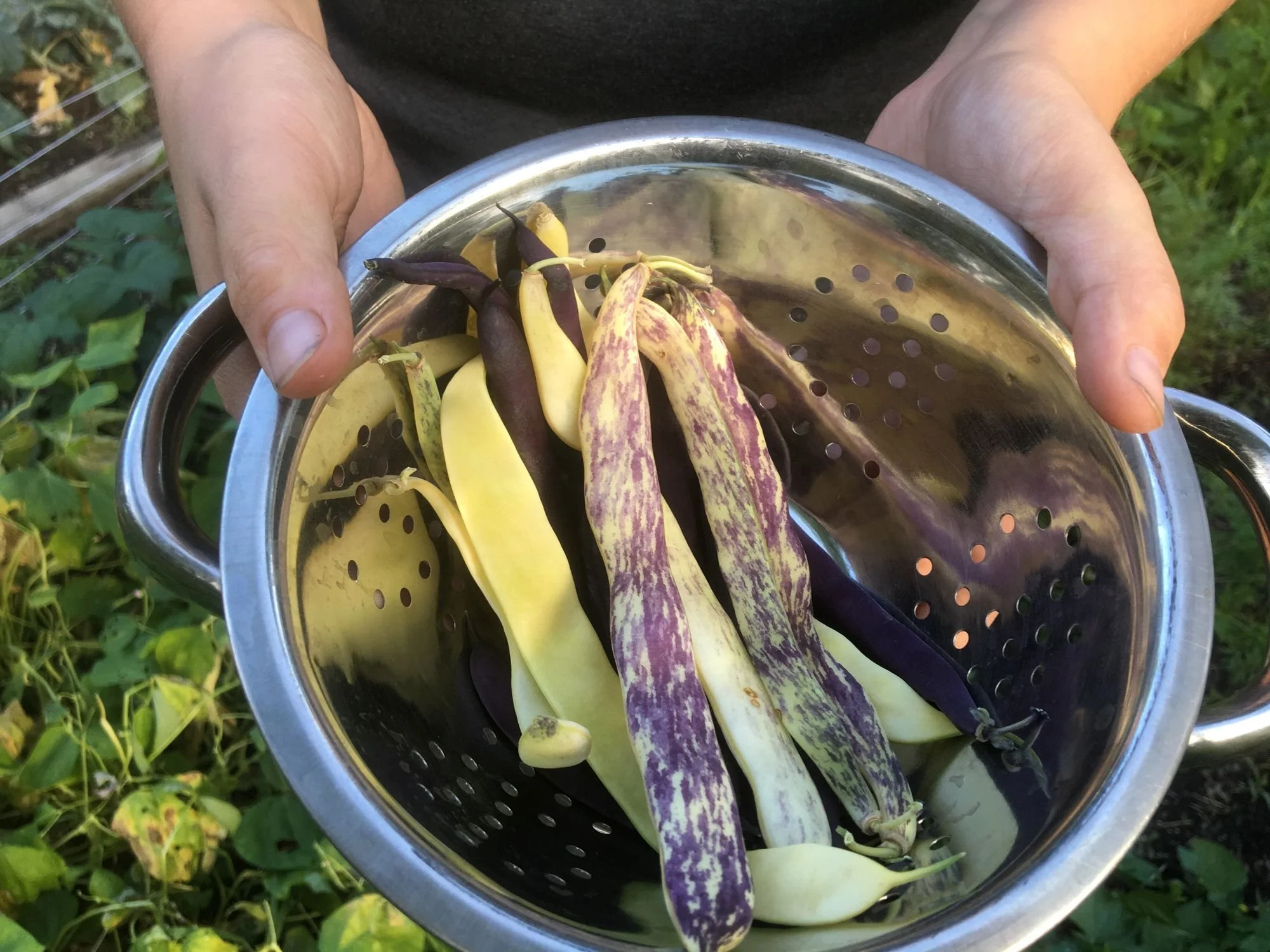 Purple-streaked yellow Dragon Tongue bean pods in a bowl