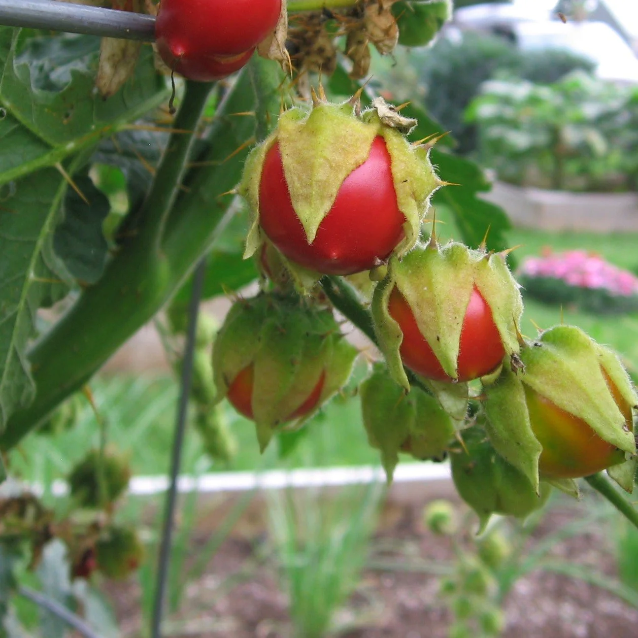 Ripe red litchi tomatoes surrounded by spiny green husks