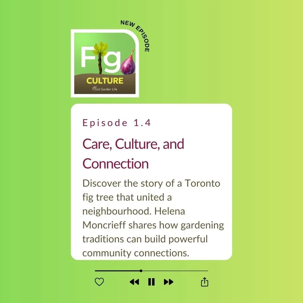 Fig Culture 1.4 square.jpg