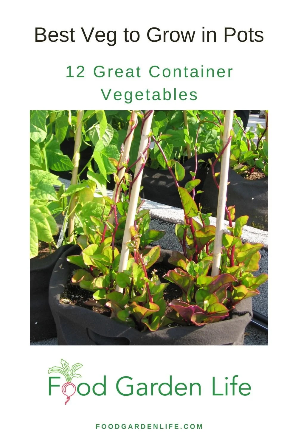 WHAT VEGETABLES ARE BEST GROWN IN POTS visual data 5
