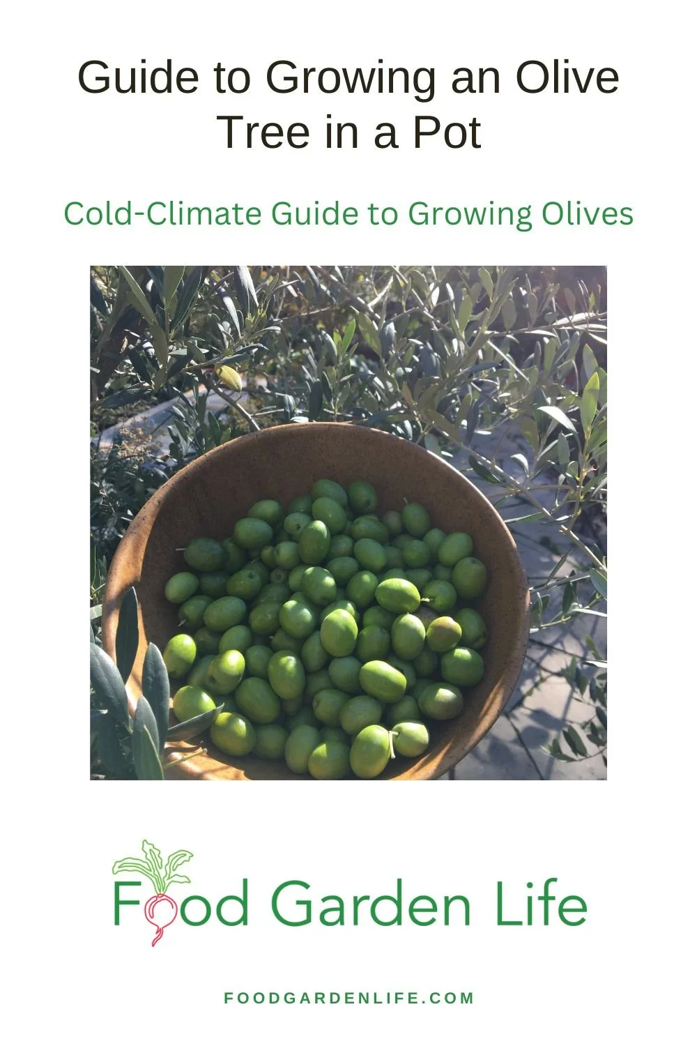 Guide to Growing an Olive Tree in a Pot — Food Garden Life Edible
