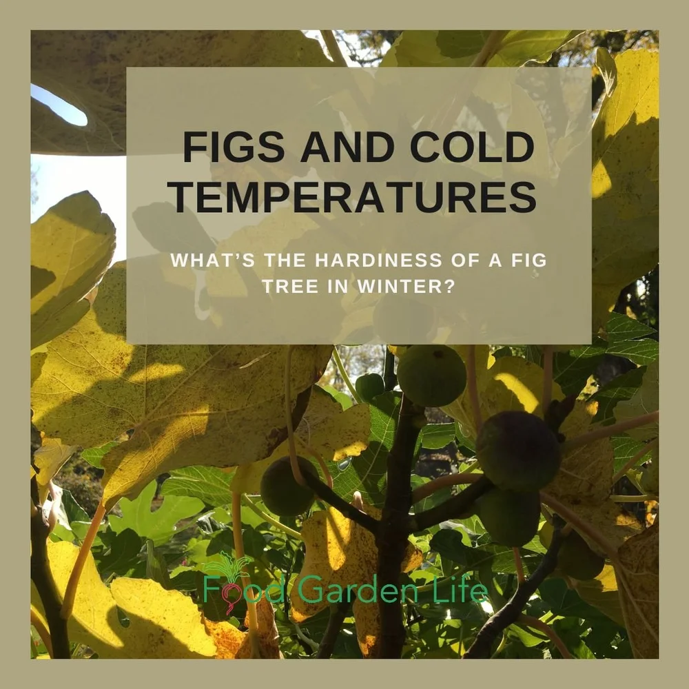 Figs and Winter Temperatures What’s the Hardiness of a Fig Tree in