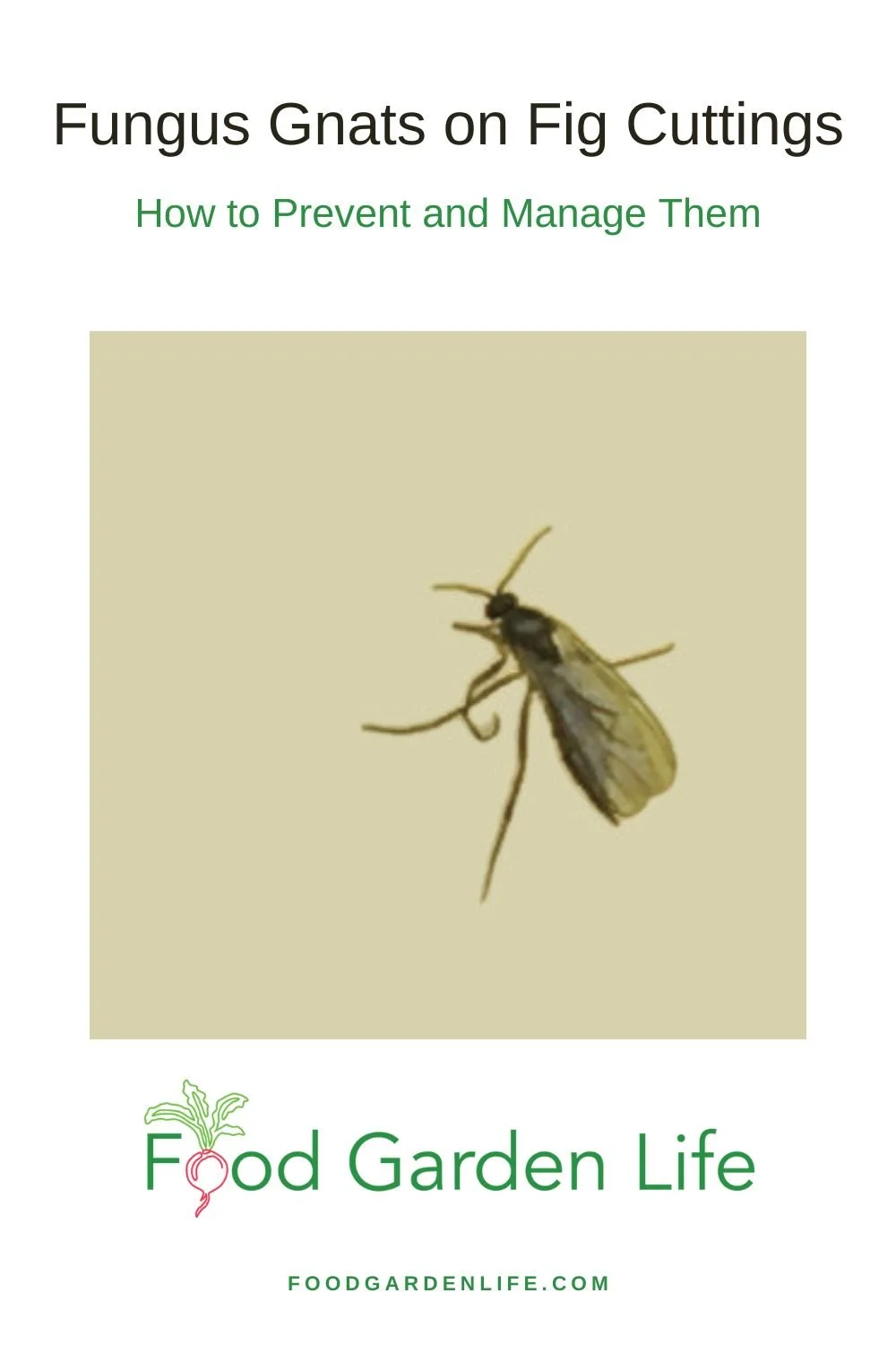 Guide to Controlling Fungus Gnats on Fig Cuttings — Food Garden Life
