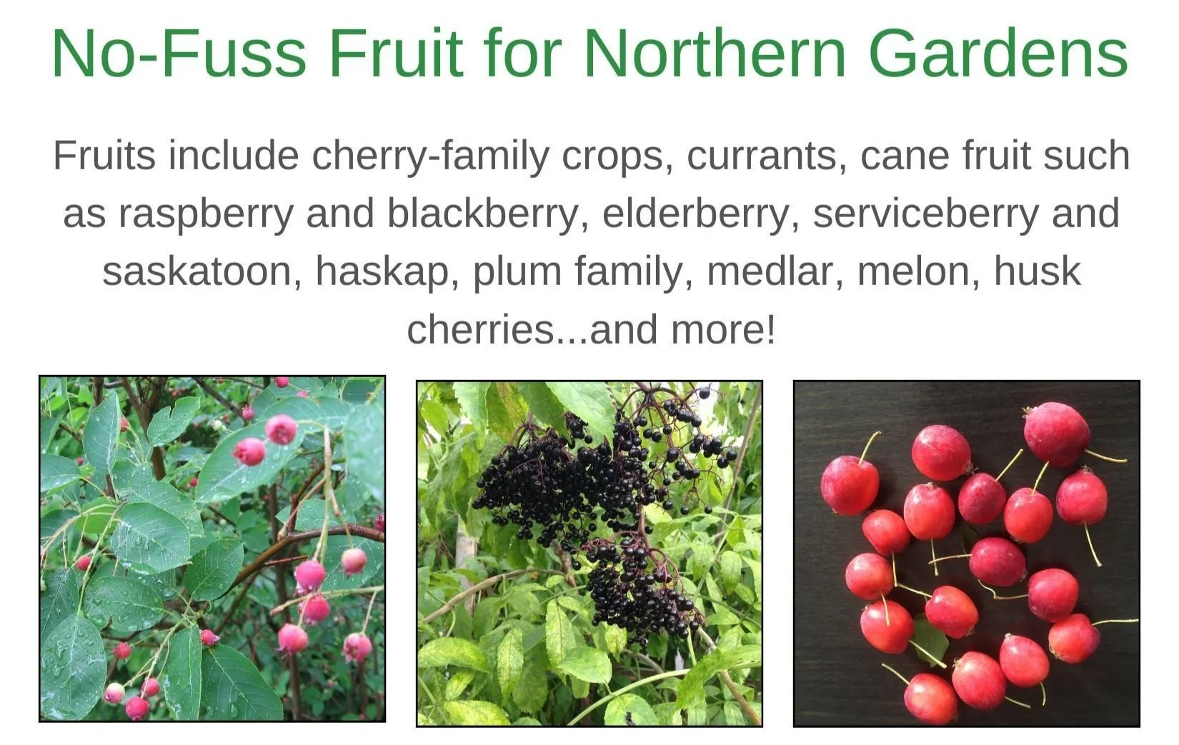 Guide to Growing Saskatoon Berries Planting, Pruning, Care — Food