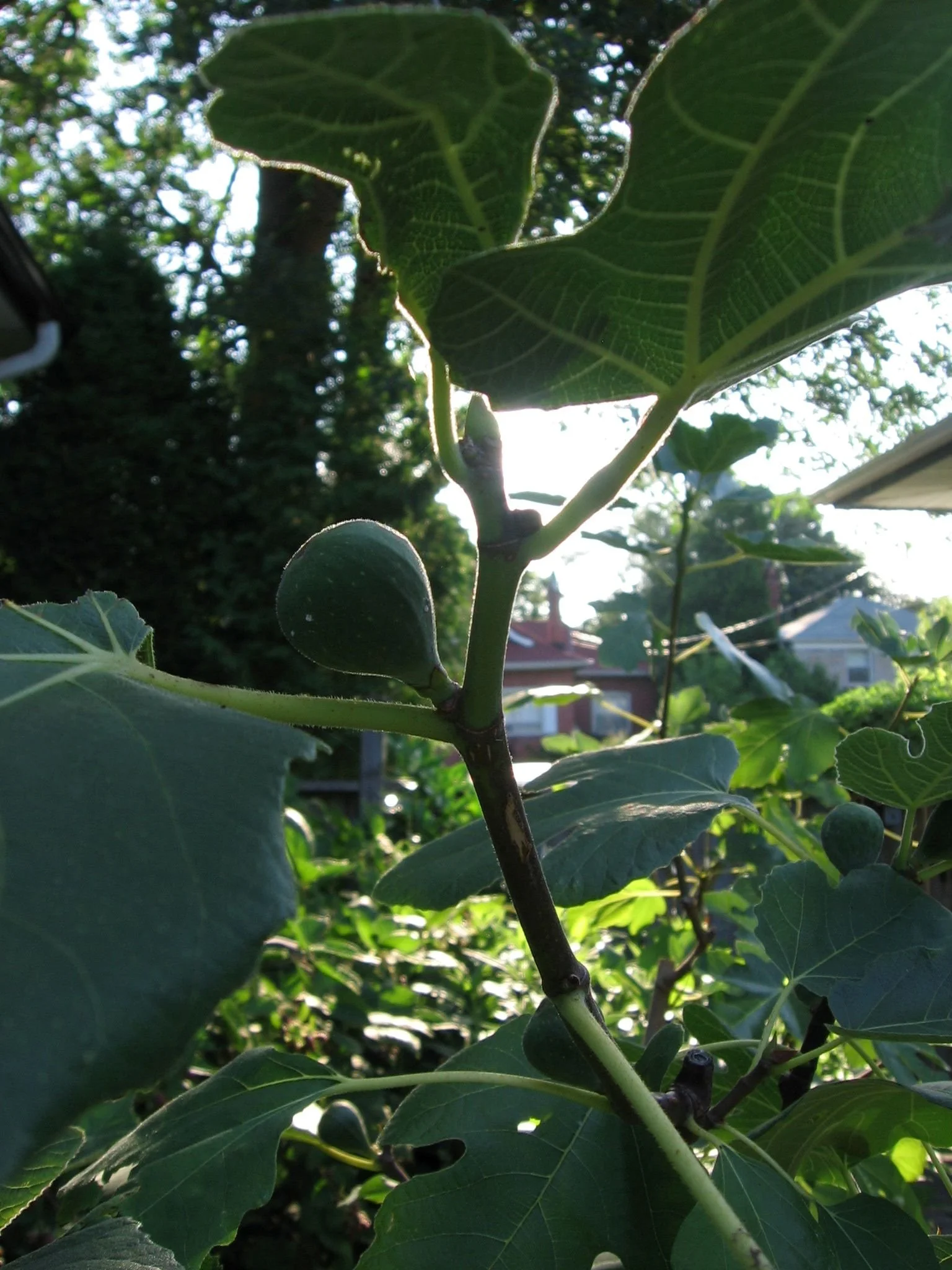 Late-summer fig shoot with browning new growth and a full-sized unripe main-crop fig.