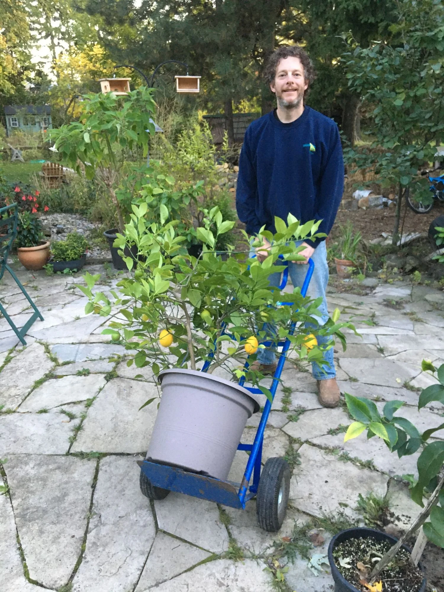 Steven Biggs moving a potted lemon tree indoors for winter