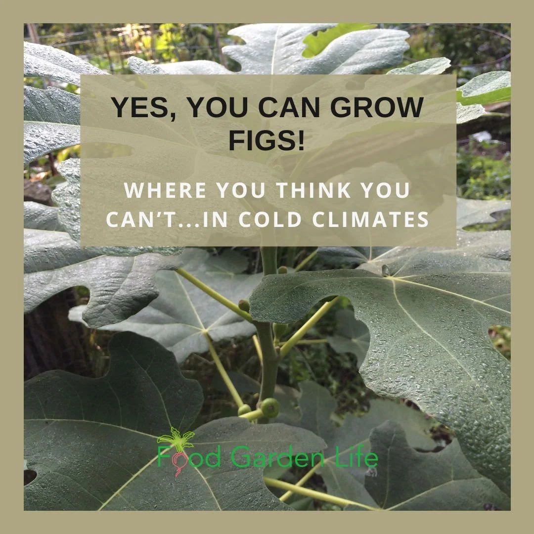 Yes, You Can Grow Figs!