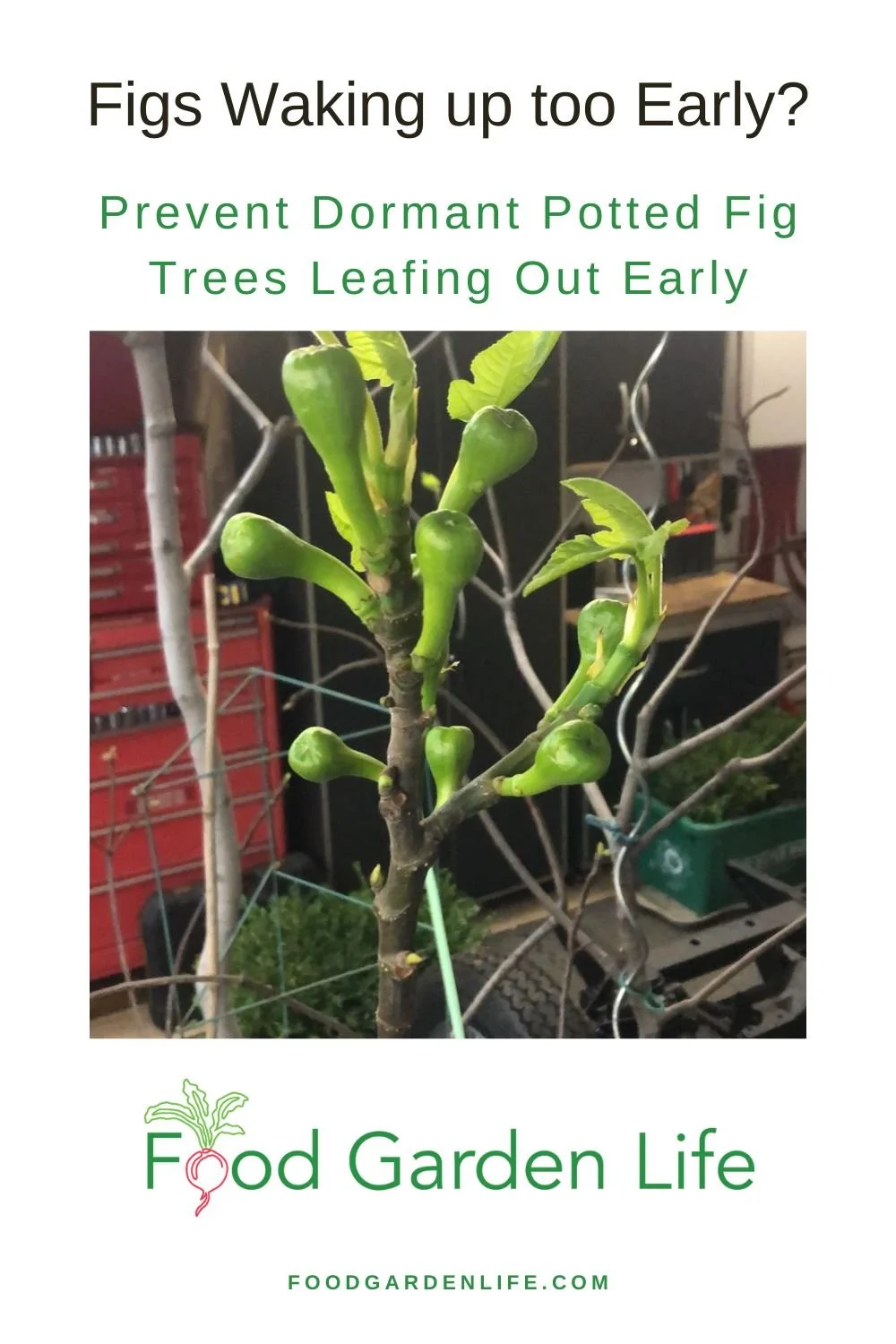 Potted Fig Trees Waking up Early? Here’s Why, and What You Can Do