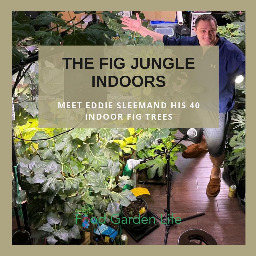 eddie-sleem-indoor-fig-jungle-header.jpg