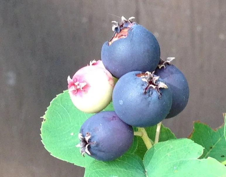 Guide to Growing Saskatoon Berries Planting, Pruning, Care — Food Garden Life Edible Garden