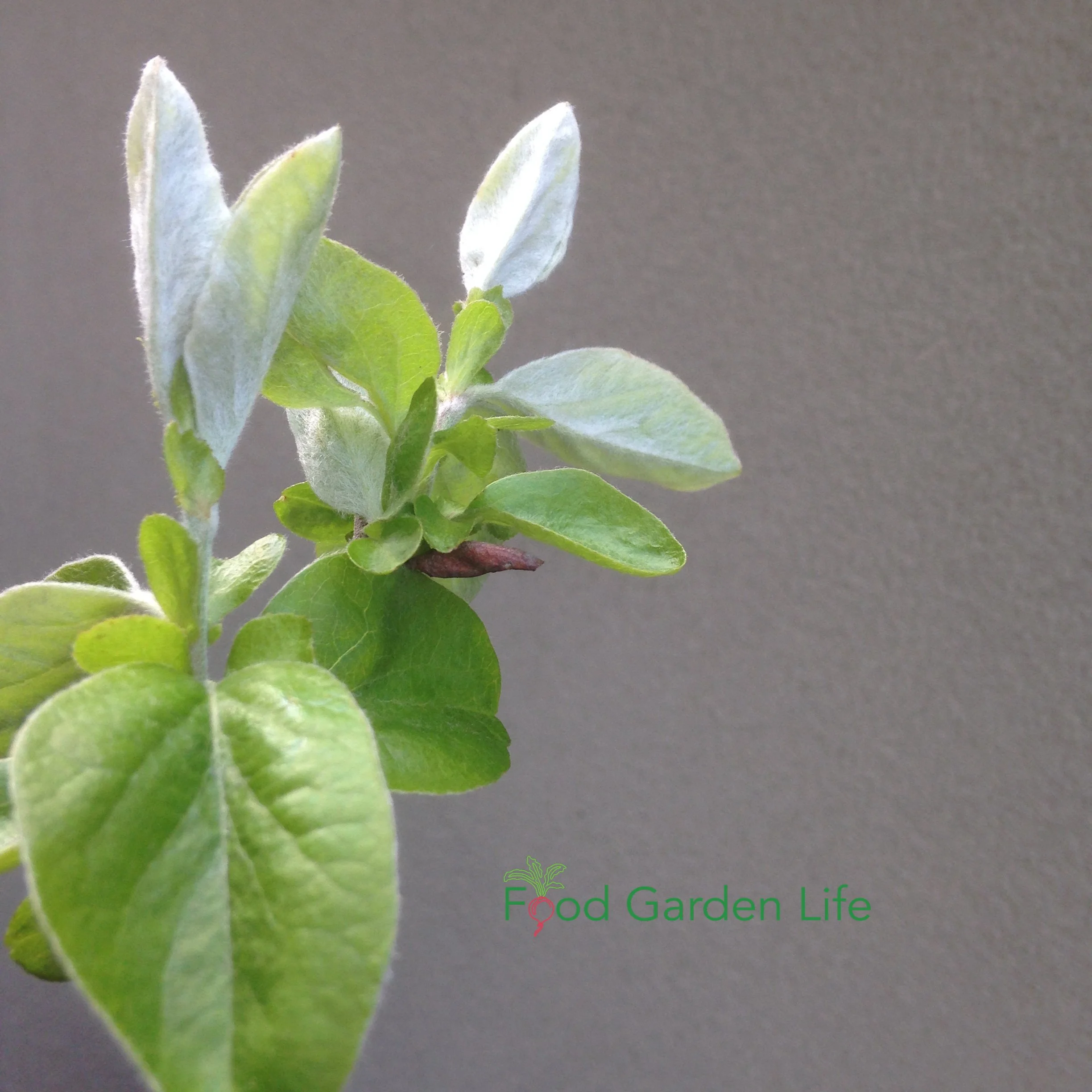 Guide How to Grow a Quince Tree — Food Garden Life